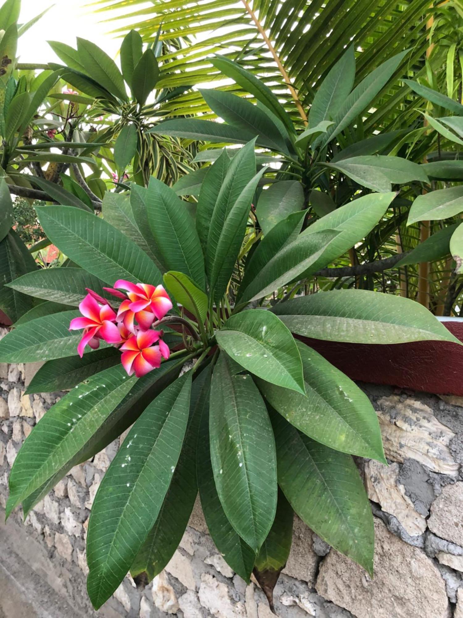 Maha Di Nusa Lembongan Buitenkant foto